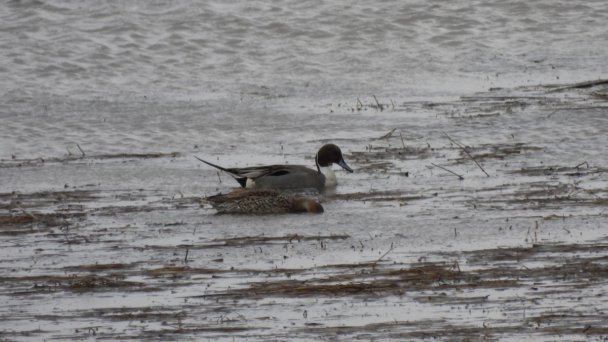 Northern Pintail - ML616398395