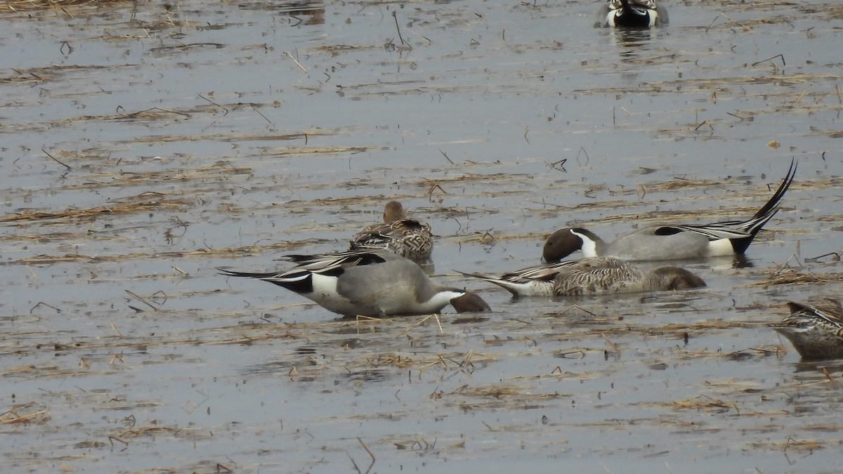 Northern Pintail - ML616398396