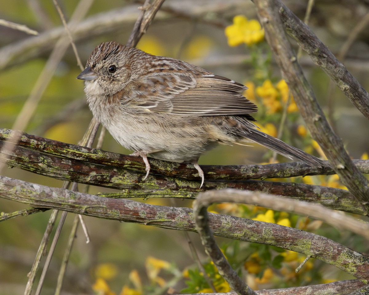 Cassin's Sparrow - ML616398410