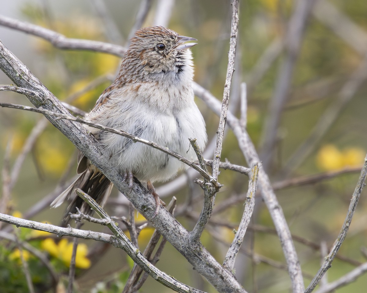 Cassin's Sparrow - ML616398412