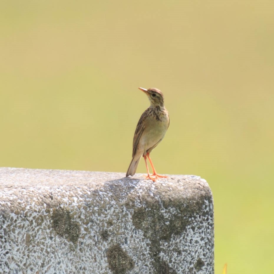 Paddyfield Pipit - ML616398455