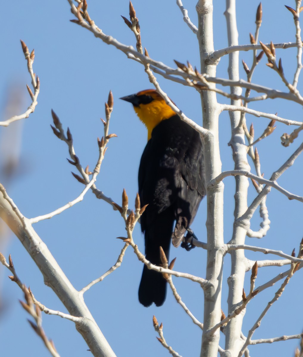 Yellow-headed Blackbird - ML616398487