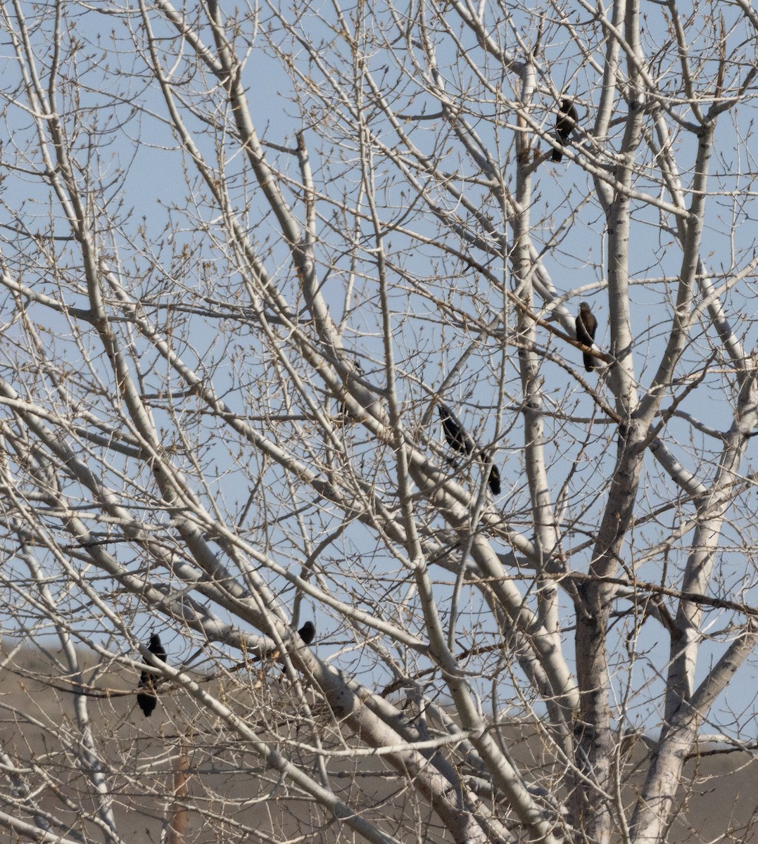 Great-tailed Grackle - ML616398495