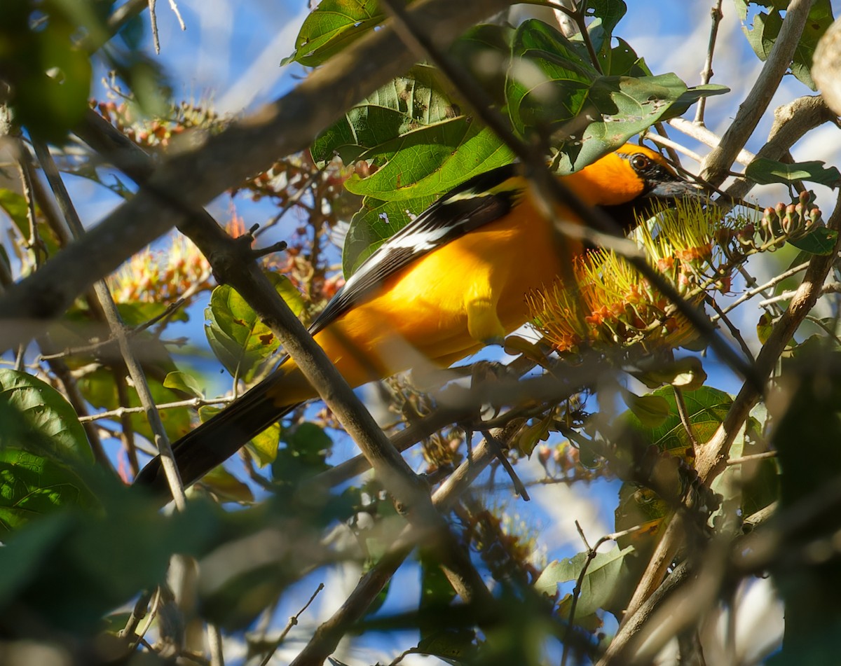 Oriole à gros bec - ML616398508