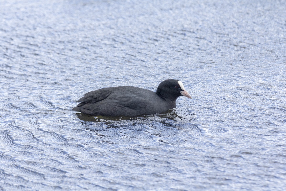 Eurasian Coot - ML616398517