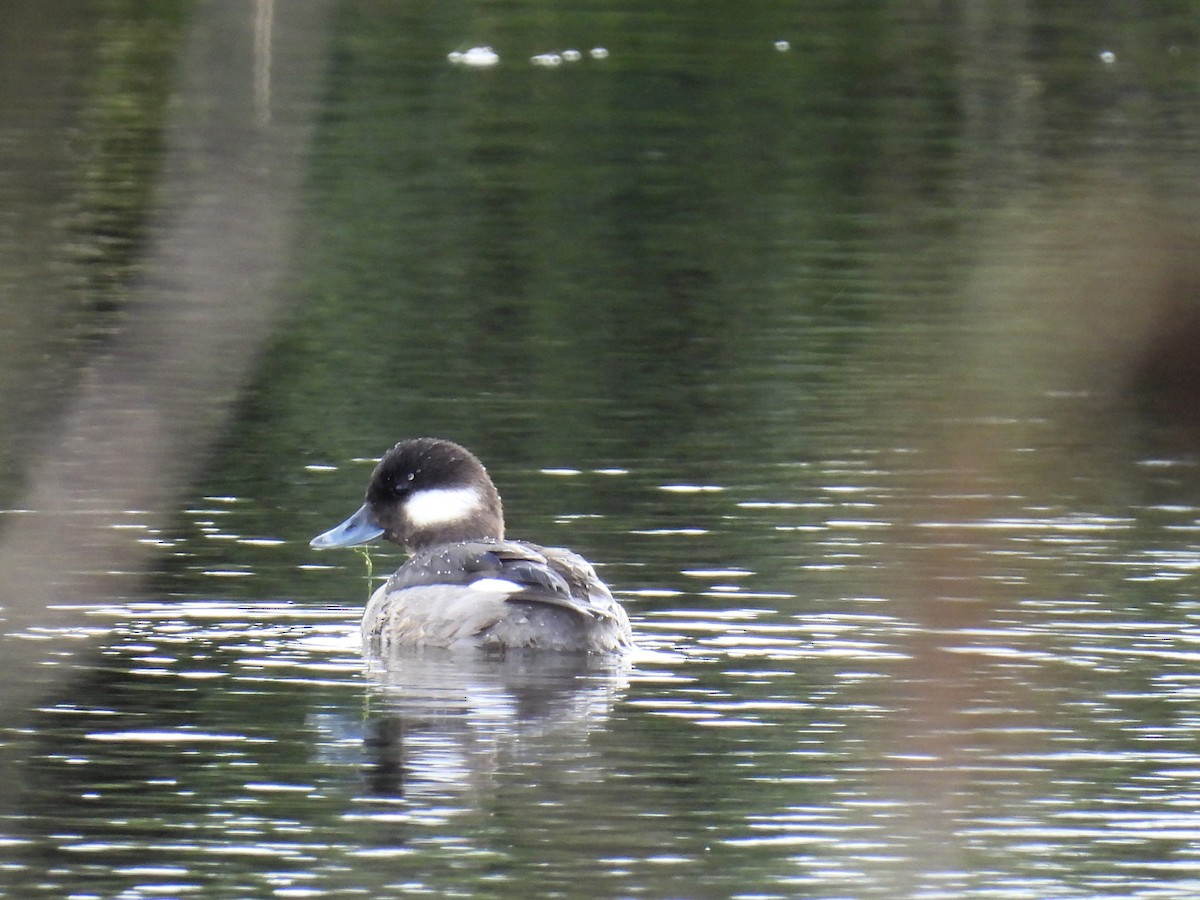 Bufflehead - ML616398520