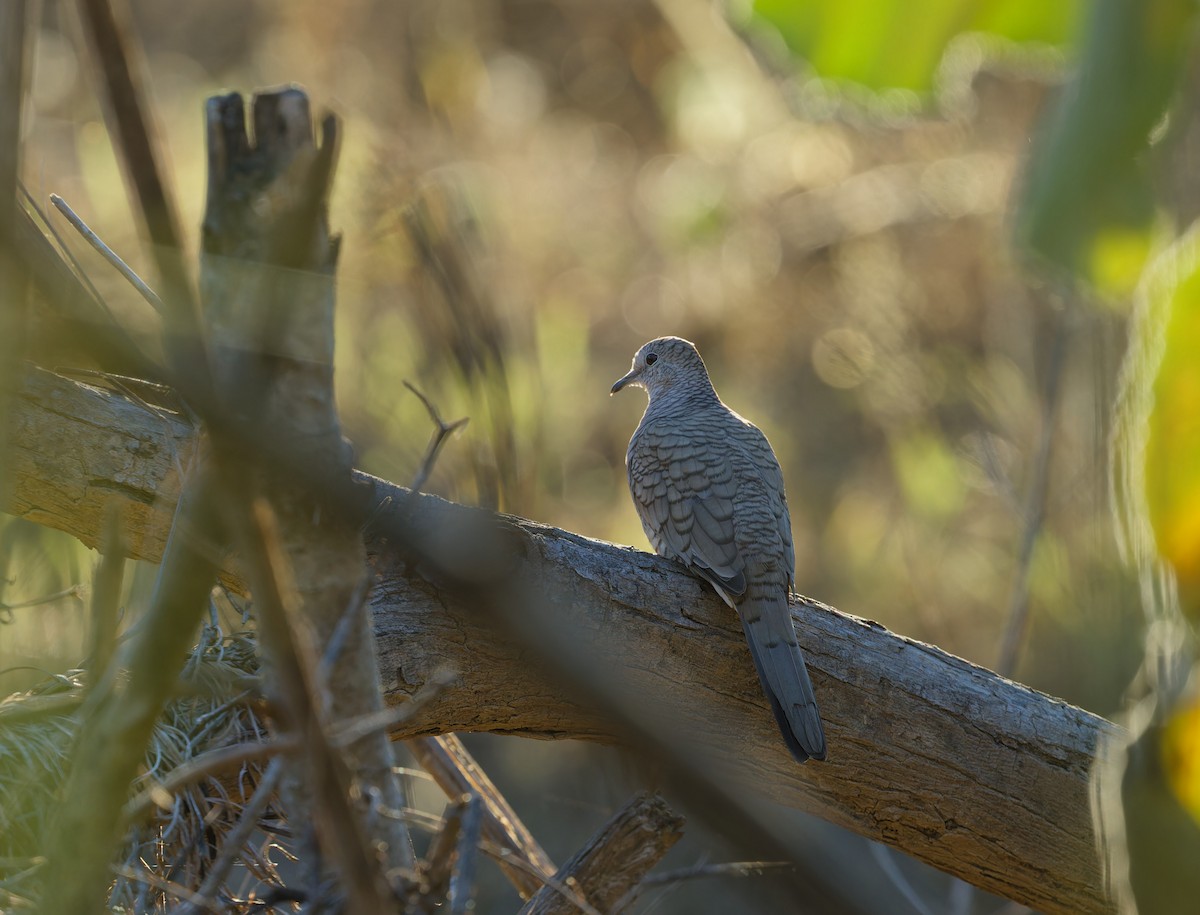 Inca Dove - ML616398521