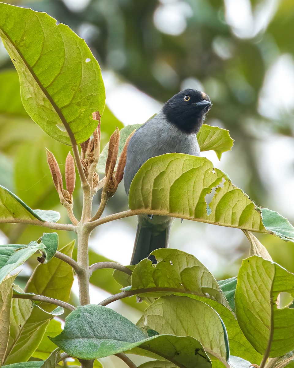 Black-headed Hemispingus - ML616398539