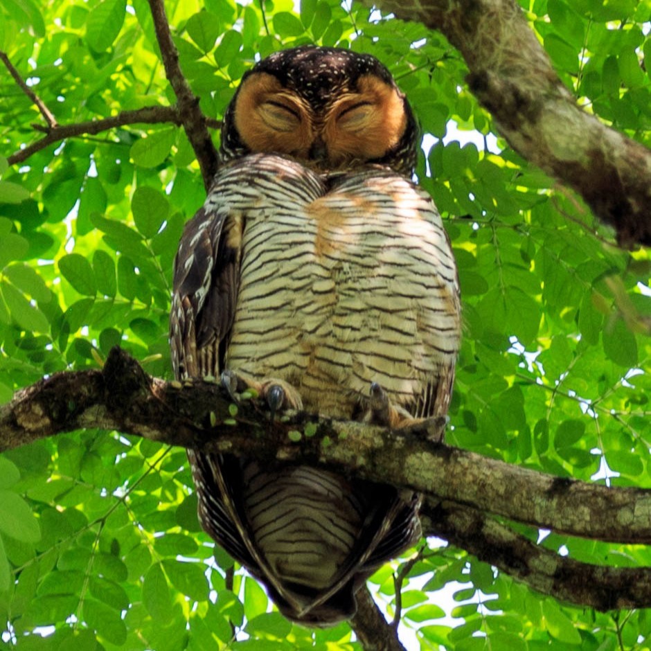 Spotted Wood-Owl - Aissa C.