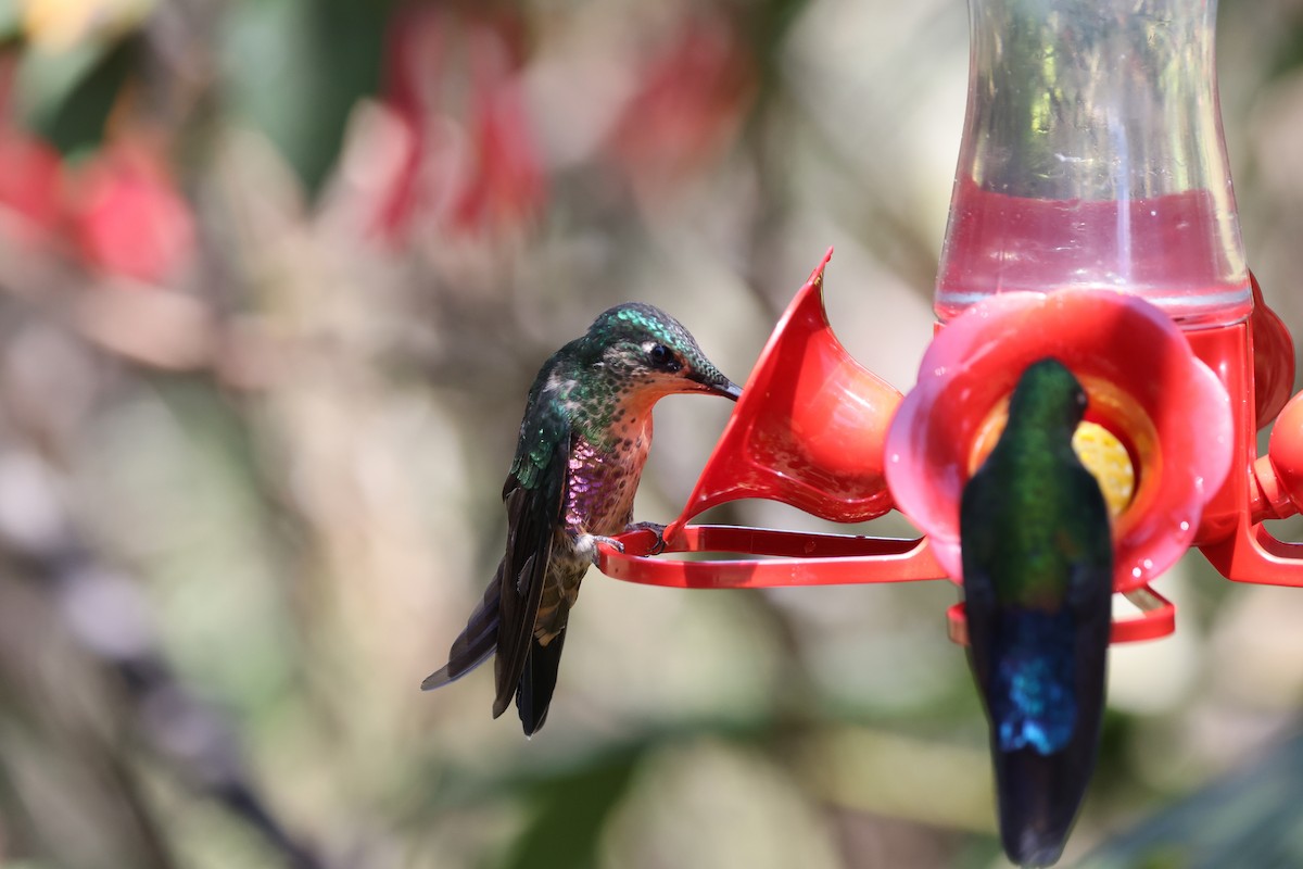 Blue-throated Starfrontlet - Ian Thompson