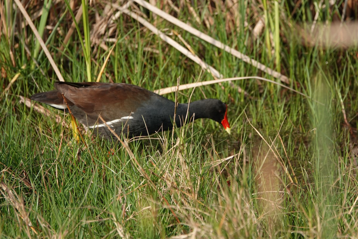 Common Gallinule - ML616398697