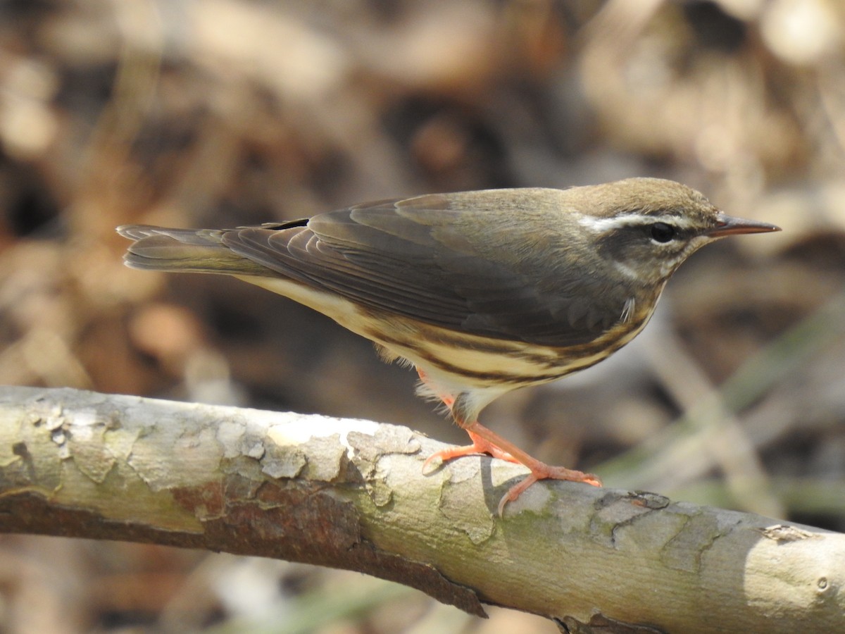 Louisiana Waterthrush - James Bolte