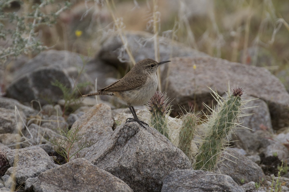 Rock Wren - Nicole Desnoyers