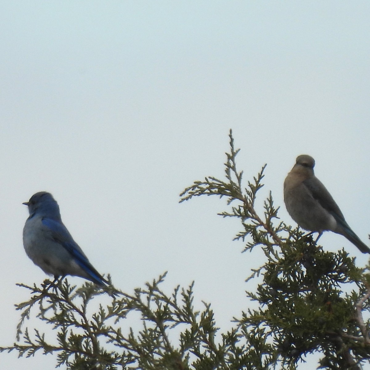 Mountain Bluebird - Margi Finch