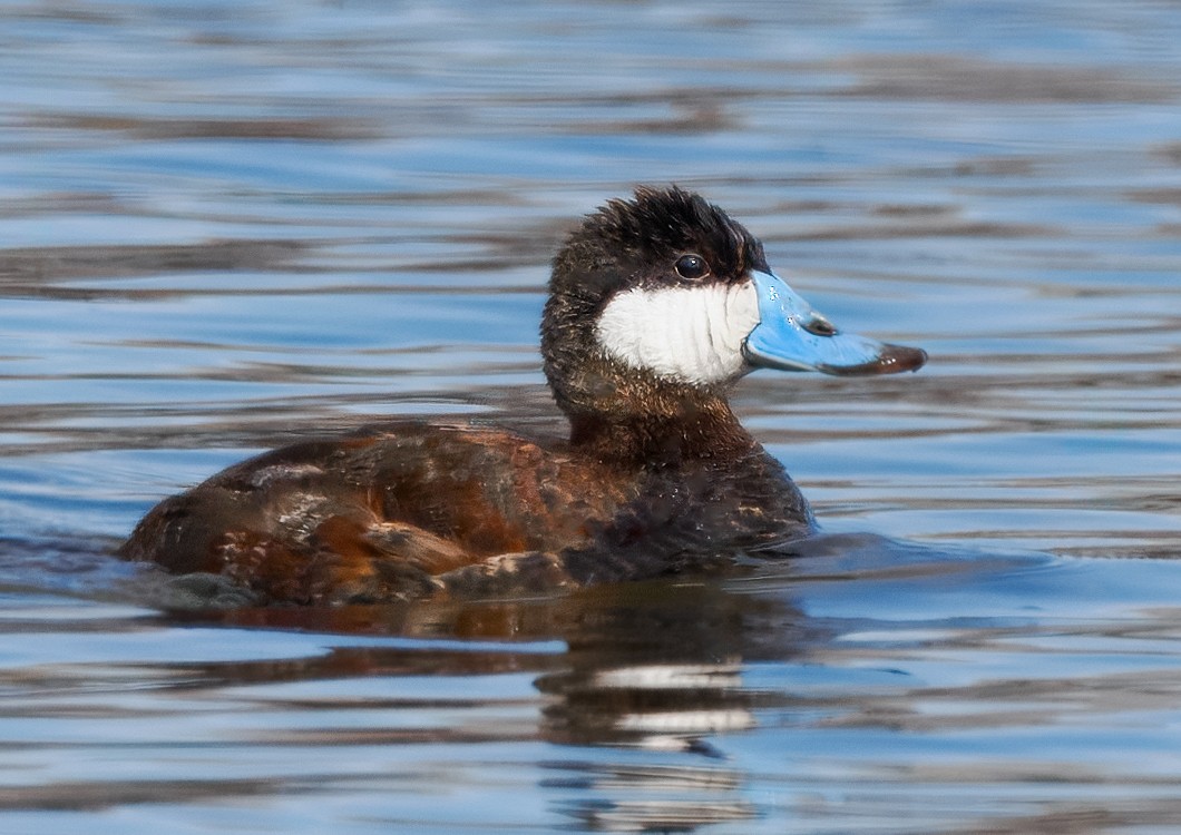 Ruddy Duck - ML616398873