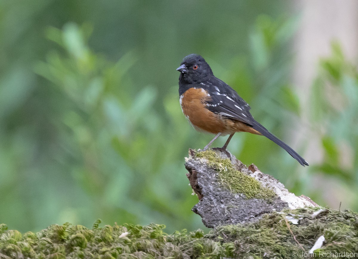 Spotted Towhee - John Richardson