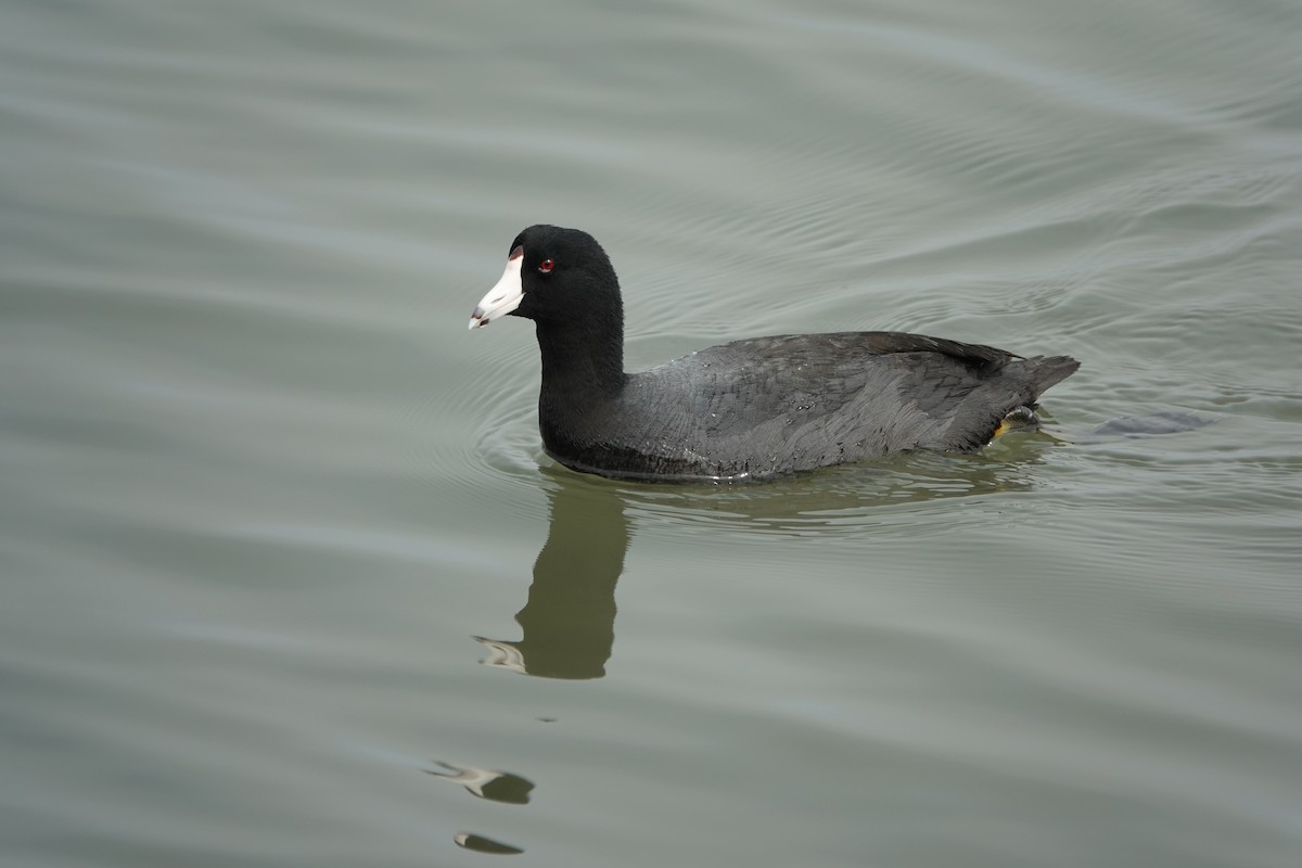 American Coot - Sara Griffith