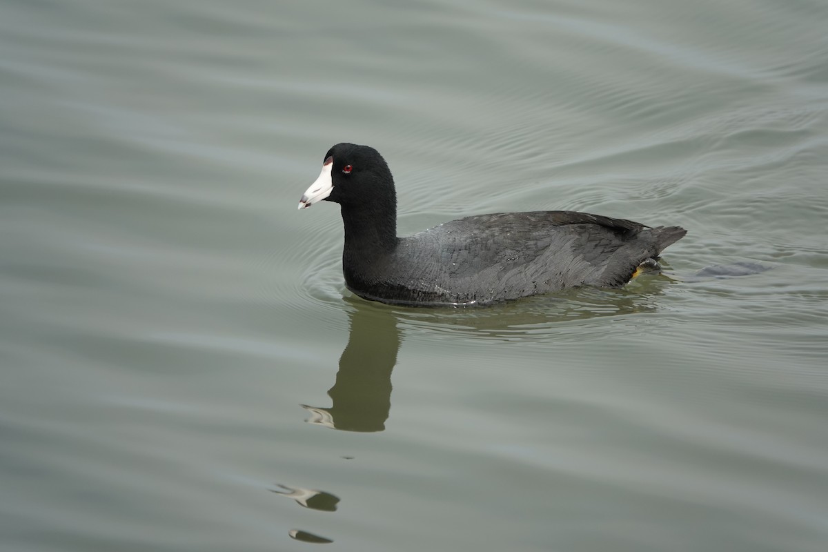 American Coot - ML616398984