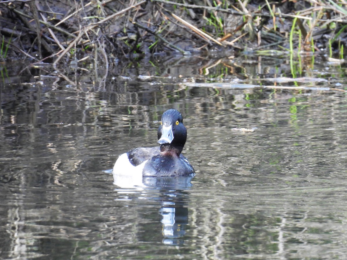 Ring-necked Duck - ML616399030