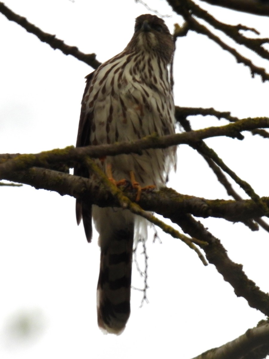 Cooper's Hawk - ML616399039