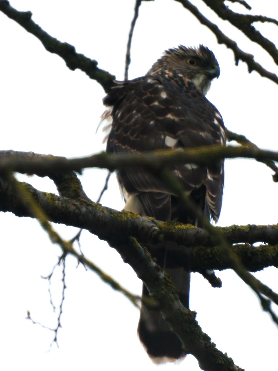 Cooper's Hawk - ML616399040