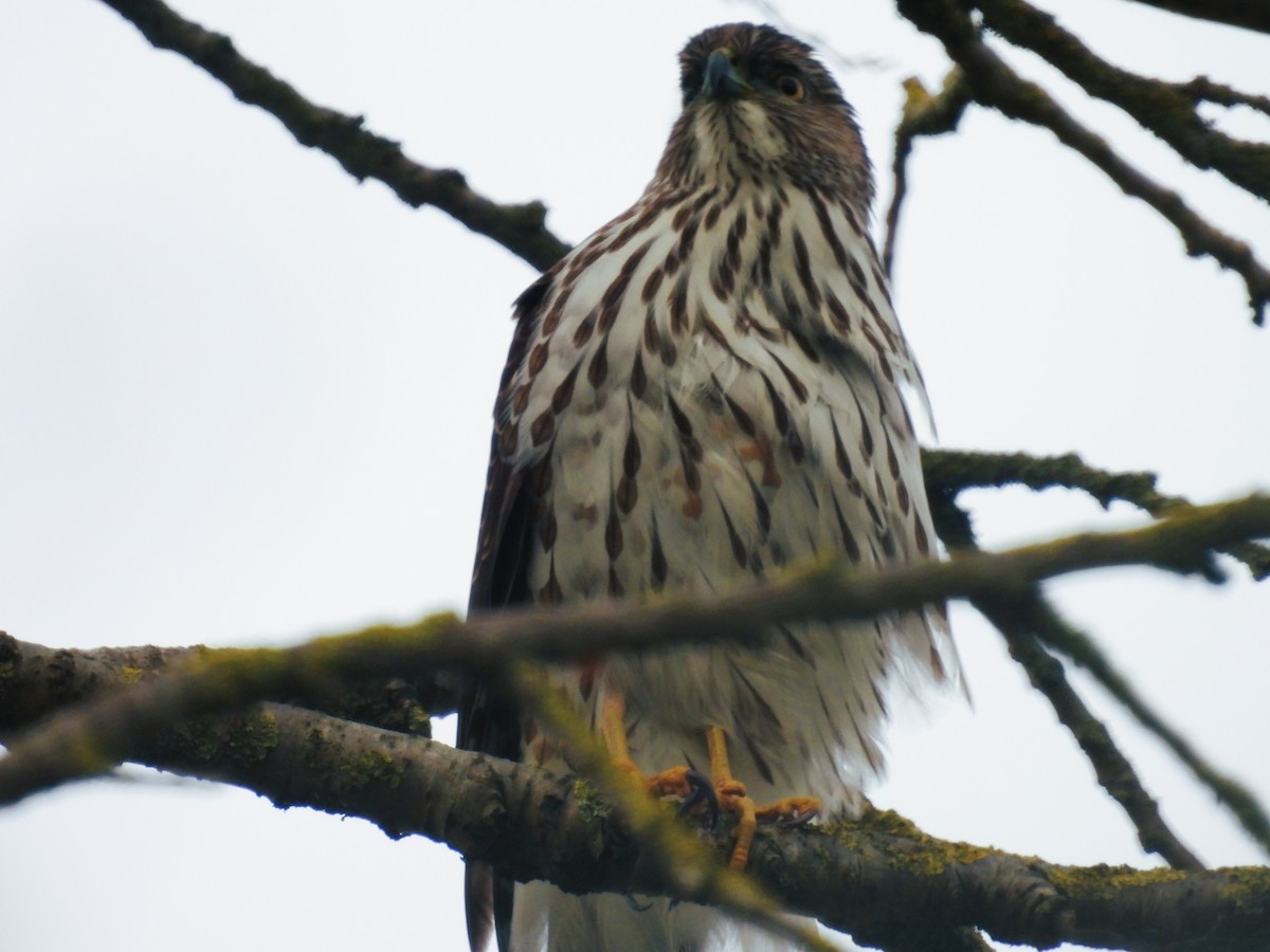 Cooper's Hawk - ML616399041