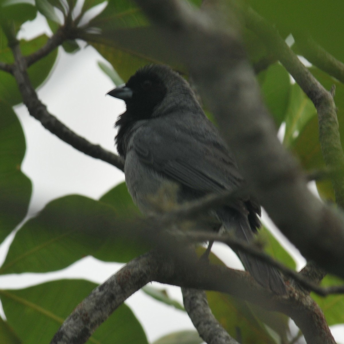 Black-faced Tanager - Doug Faulkner