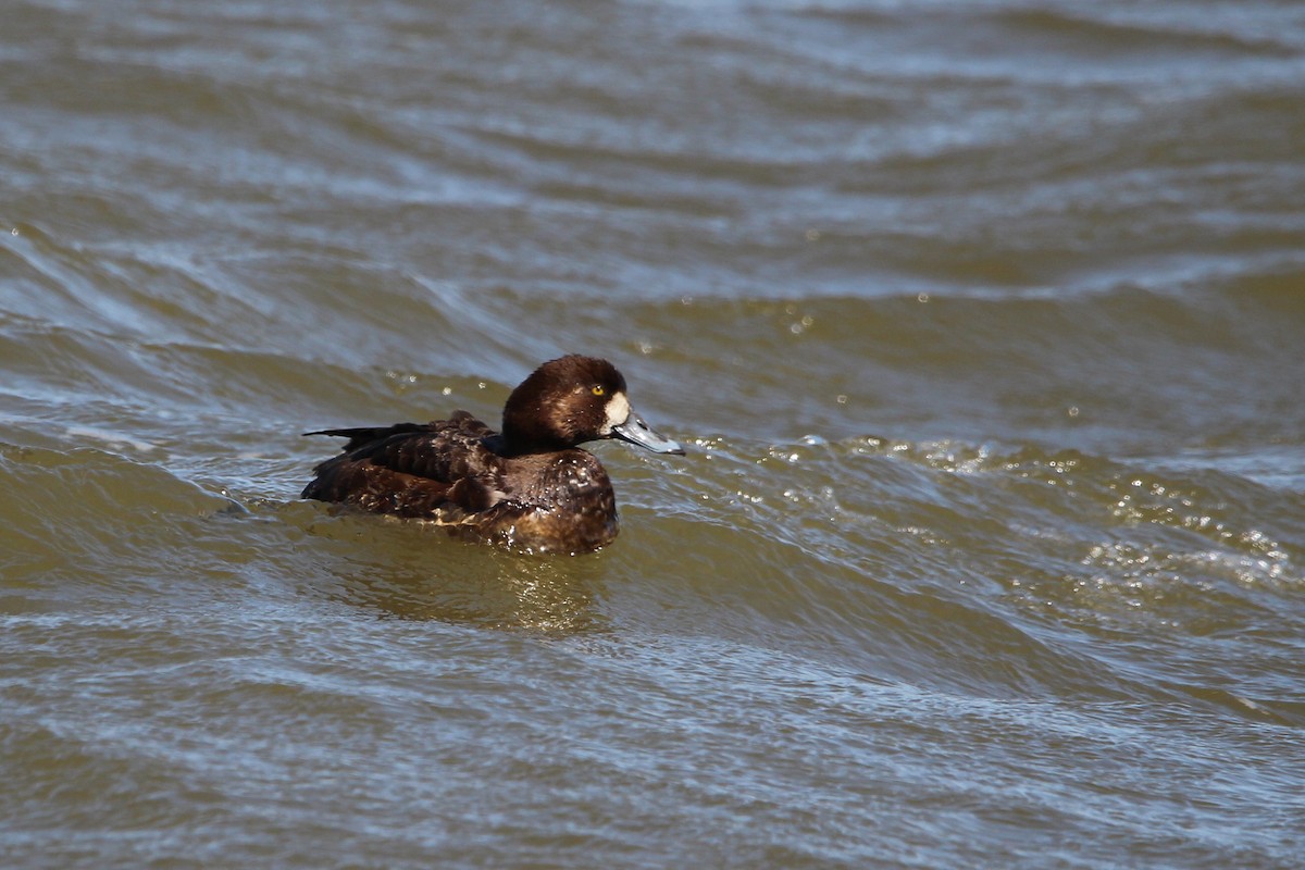 Greater Scaup - ML616399096