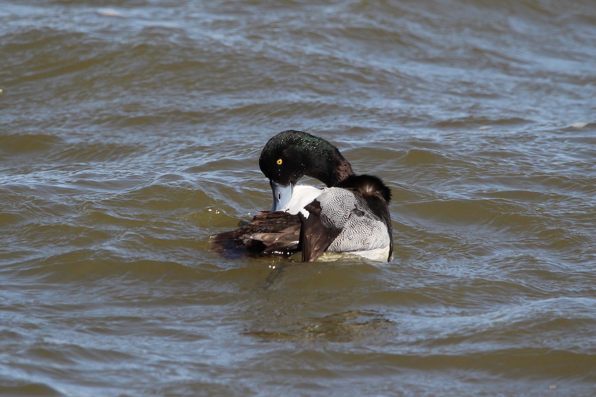 Greater Scaup - ML616399100
