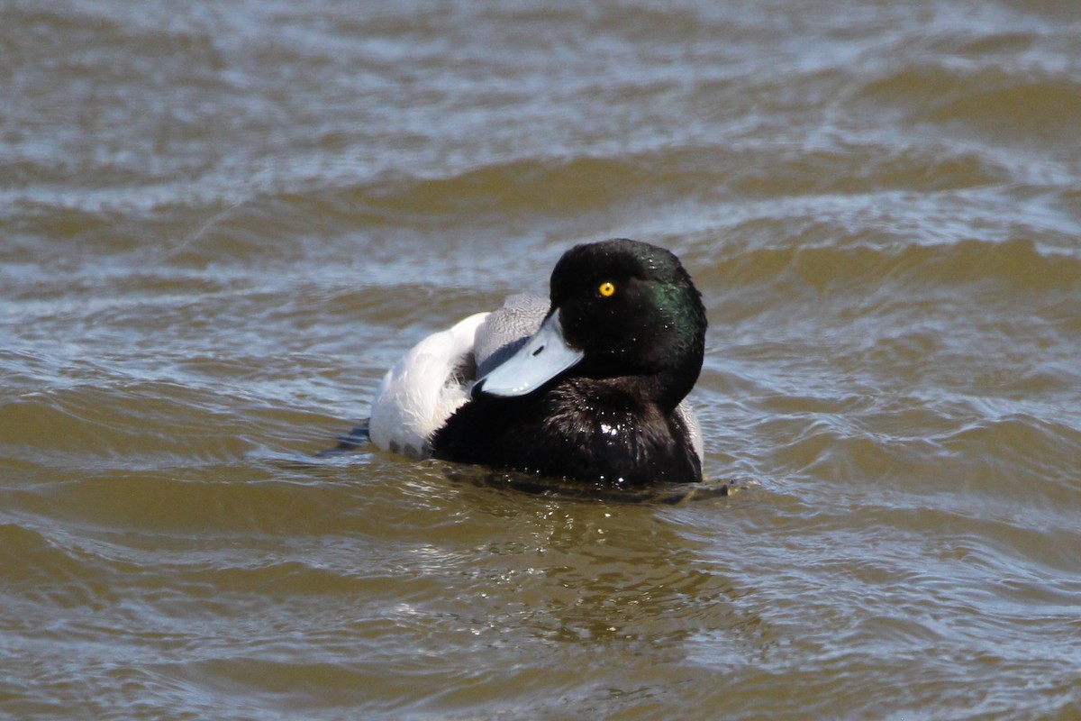 Greater Scaup - ML616399101
