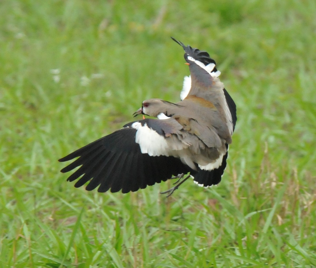 Southern Lapwing - Doug Faulkner