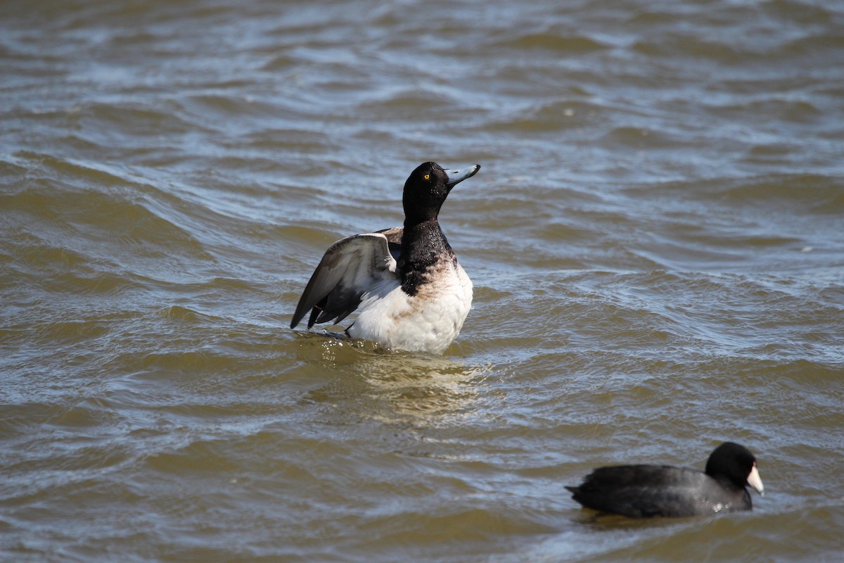 Greater Scaup - ML616399107