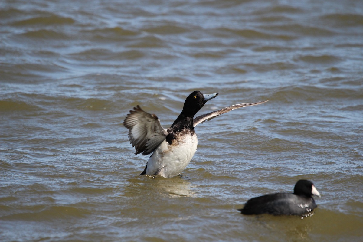 Greater Scaup - ML616399108