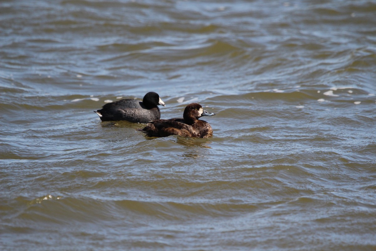 Greater Scaup - ML616399109