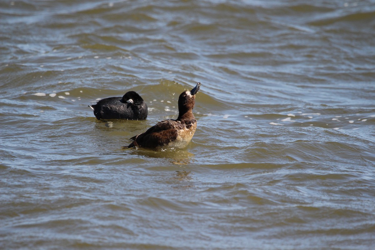 Greater Scaup - ML616399110