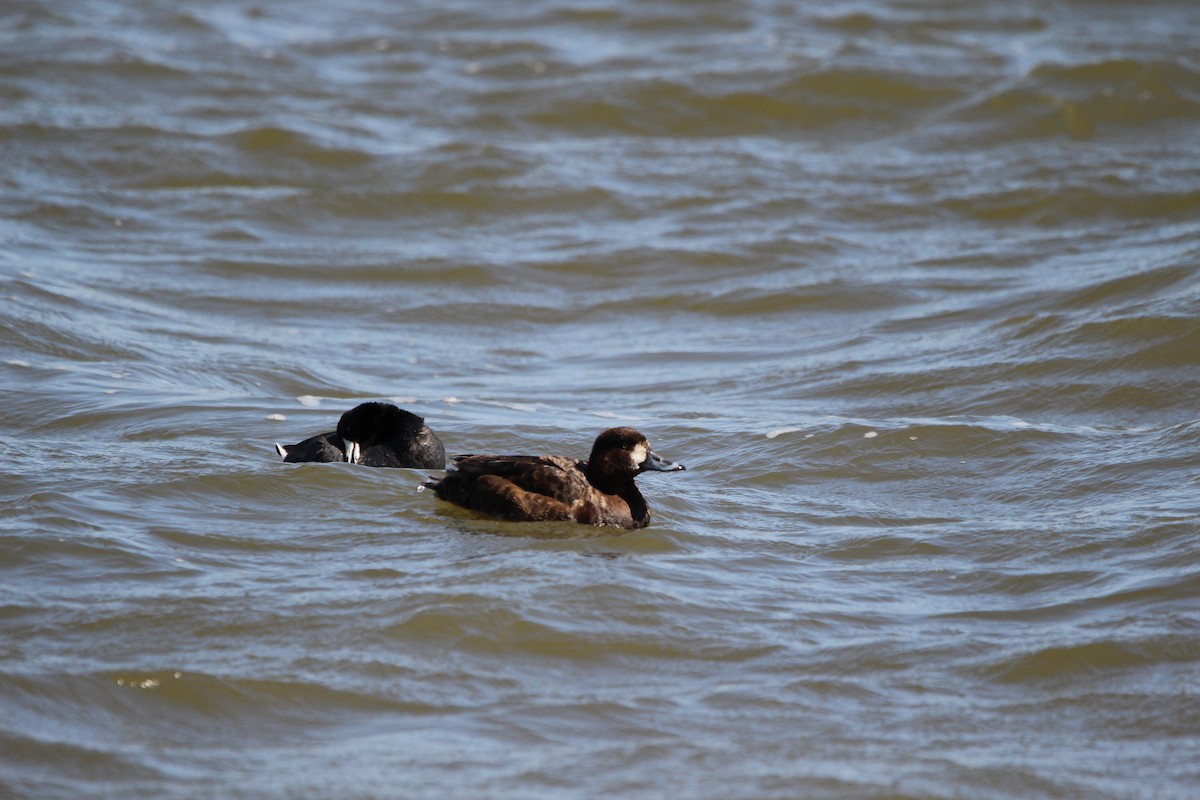 Greater Scaup - ML616399111
