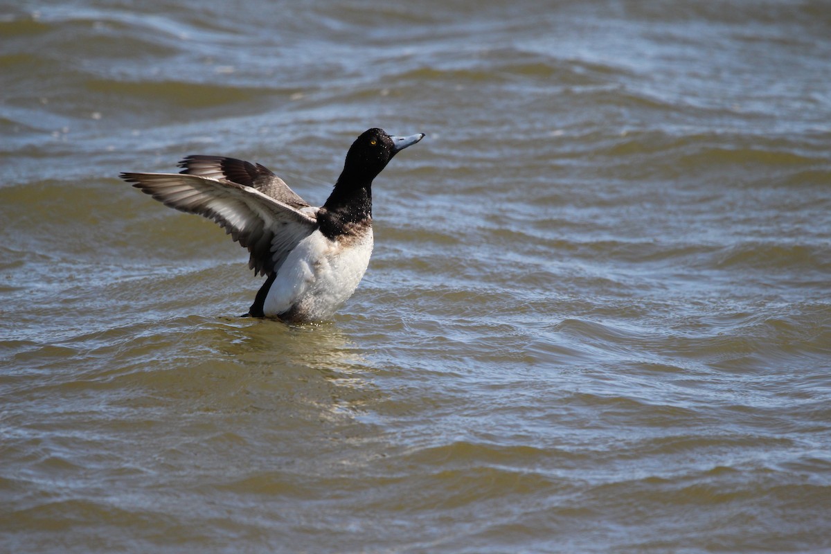 Greater Scaup - ML616399114