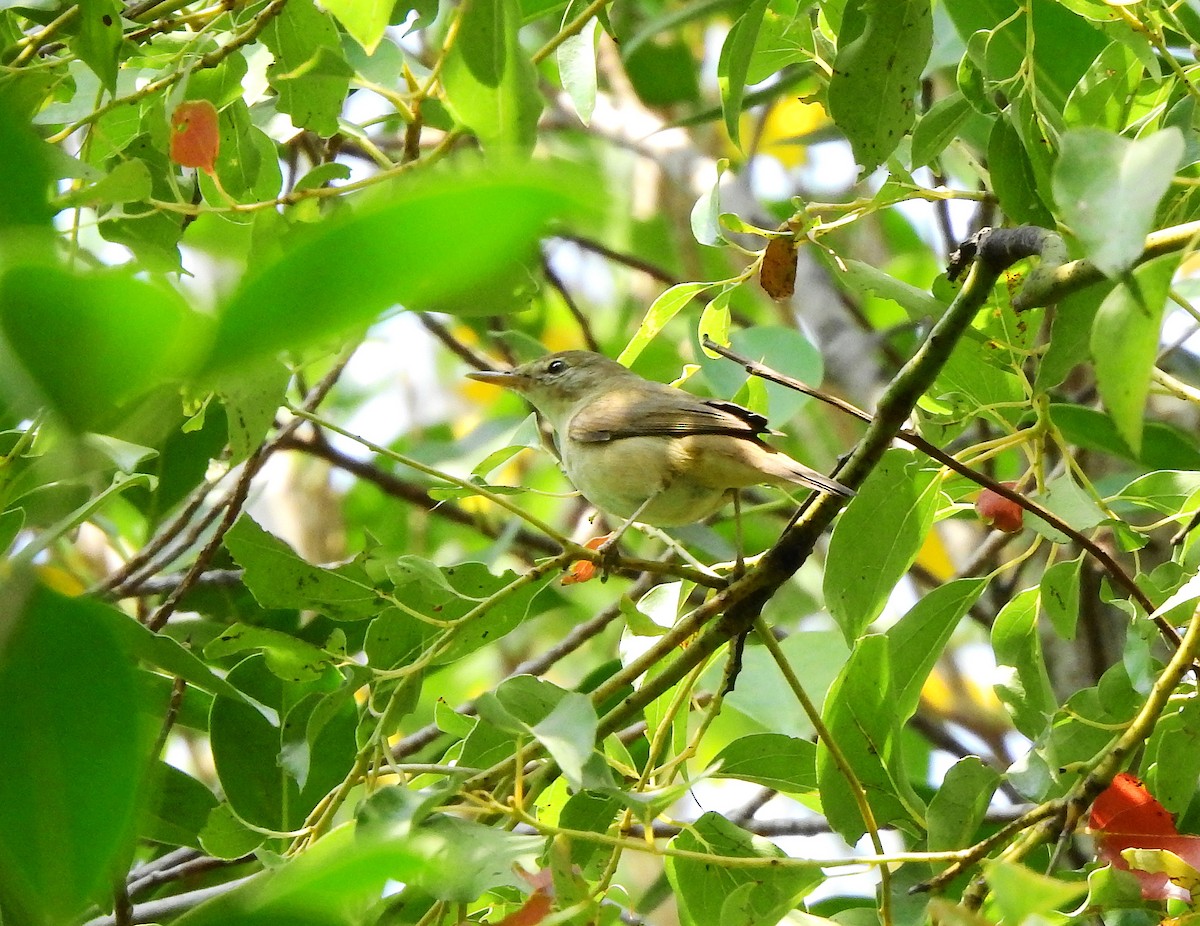 Blyth's Reed Warbler - Maggie Chen