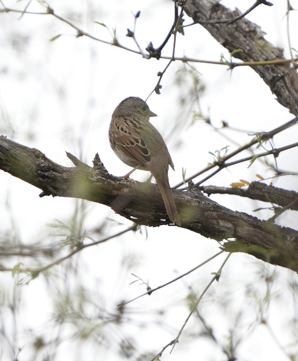 Lincoln's Sparrow - ML616399124