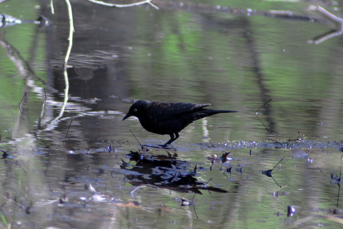 Rusty Blackbird - Rowan Little