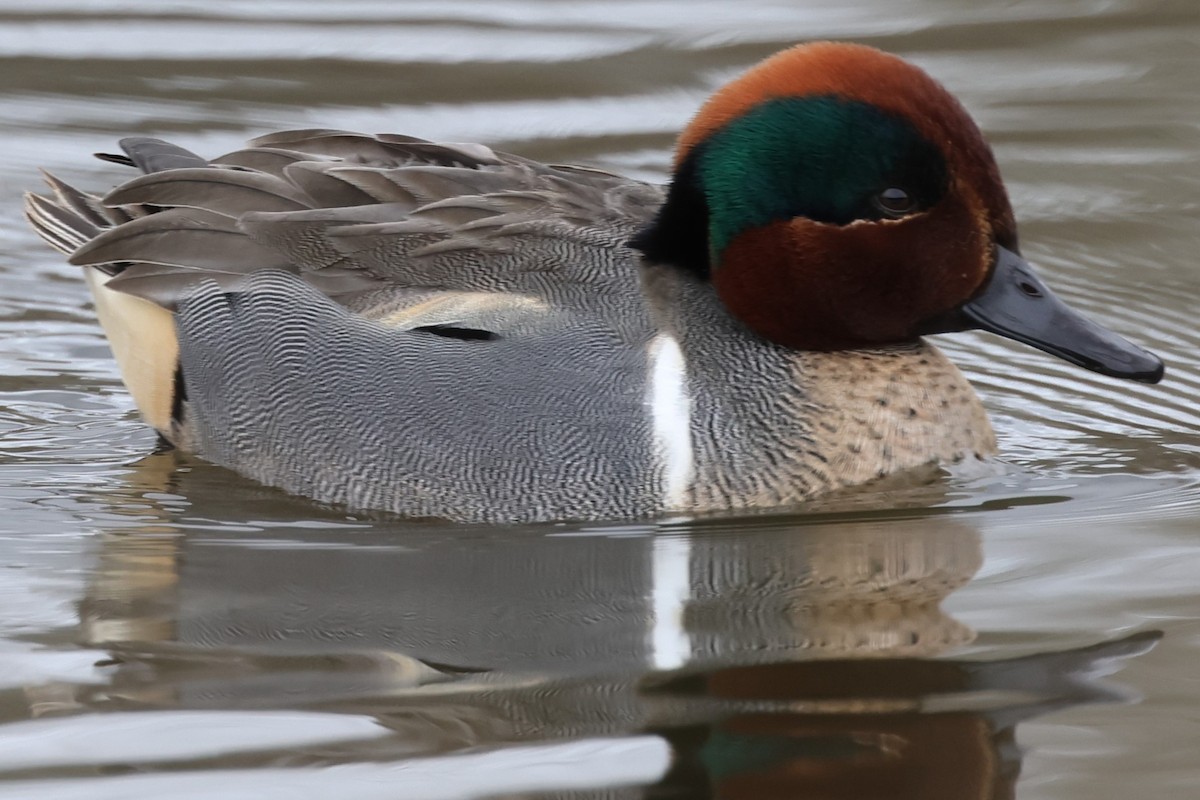 Green-winged Teal - ML616399141