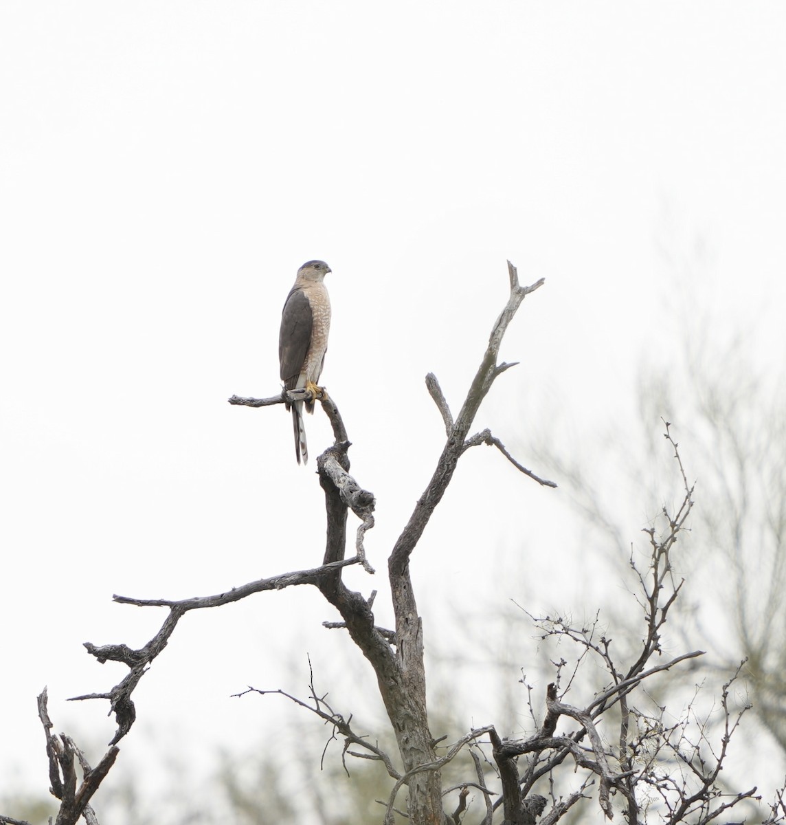 Cooper's Hawk - ML616399157