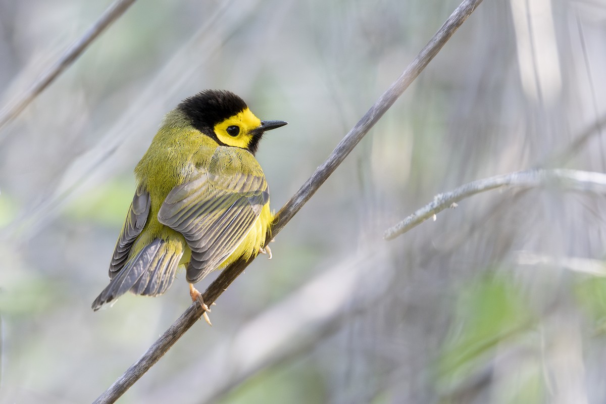 Hooded Warbler - ML616399175