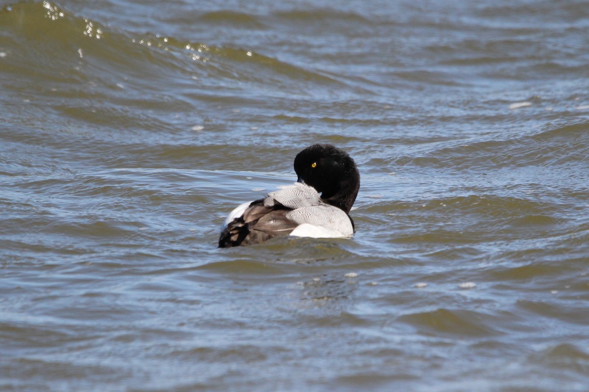 Greater Scaup - ML616399178