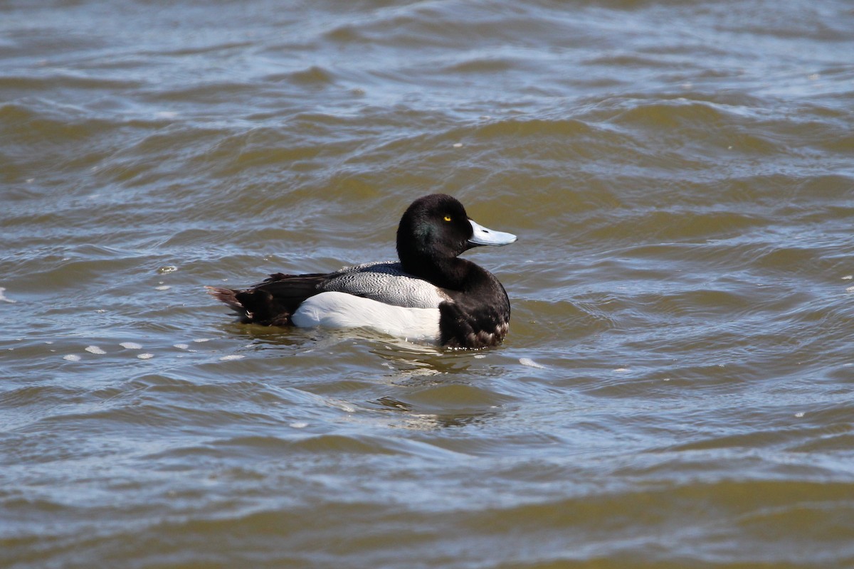 Greater Scaup - ML616399184