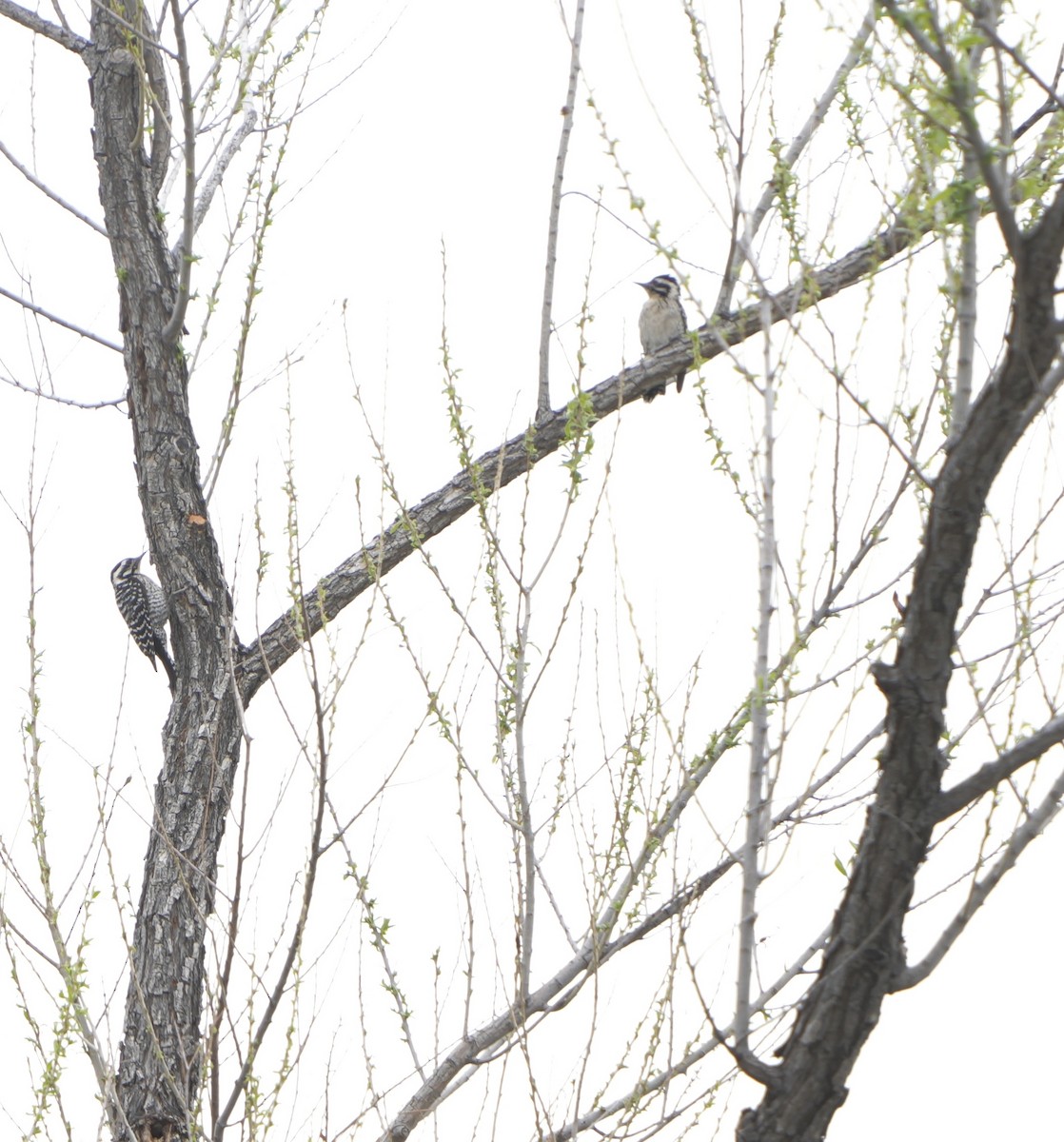 Ladder-backed Woodpecker - ML616399187