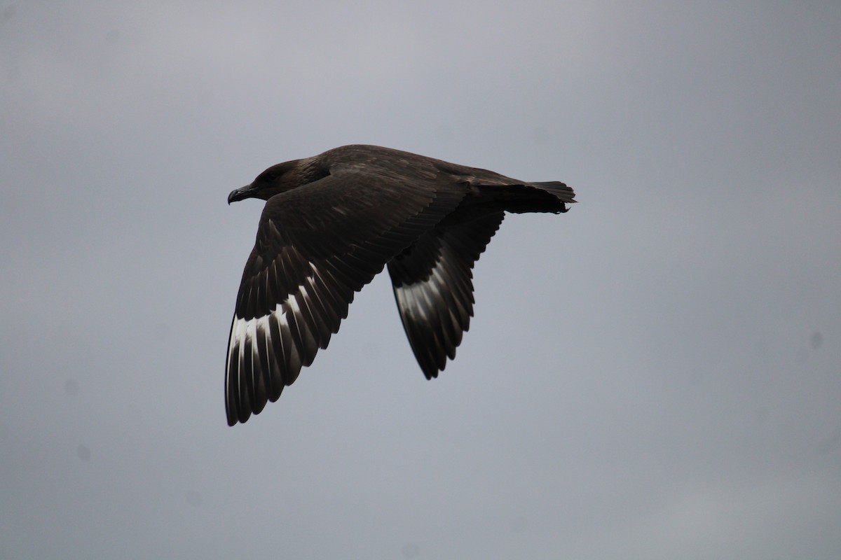 Chilean Skua - ML616399199