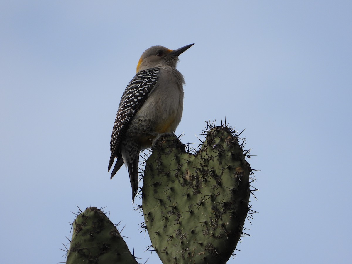 Golden-fronted Woodpecker - Aura Orozco (Mexihca-Aves Birding) 🦩