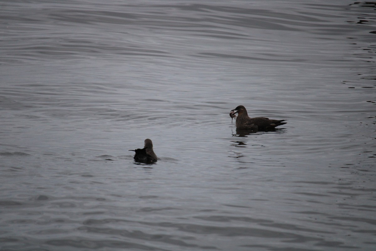 Chilean Skua - ML616399229