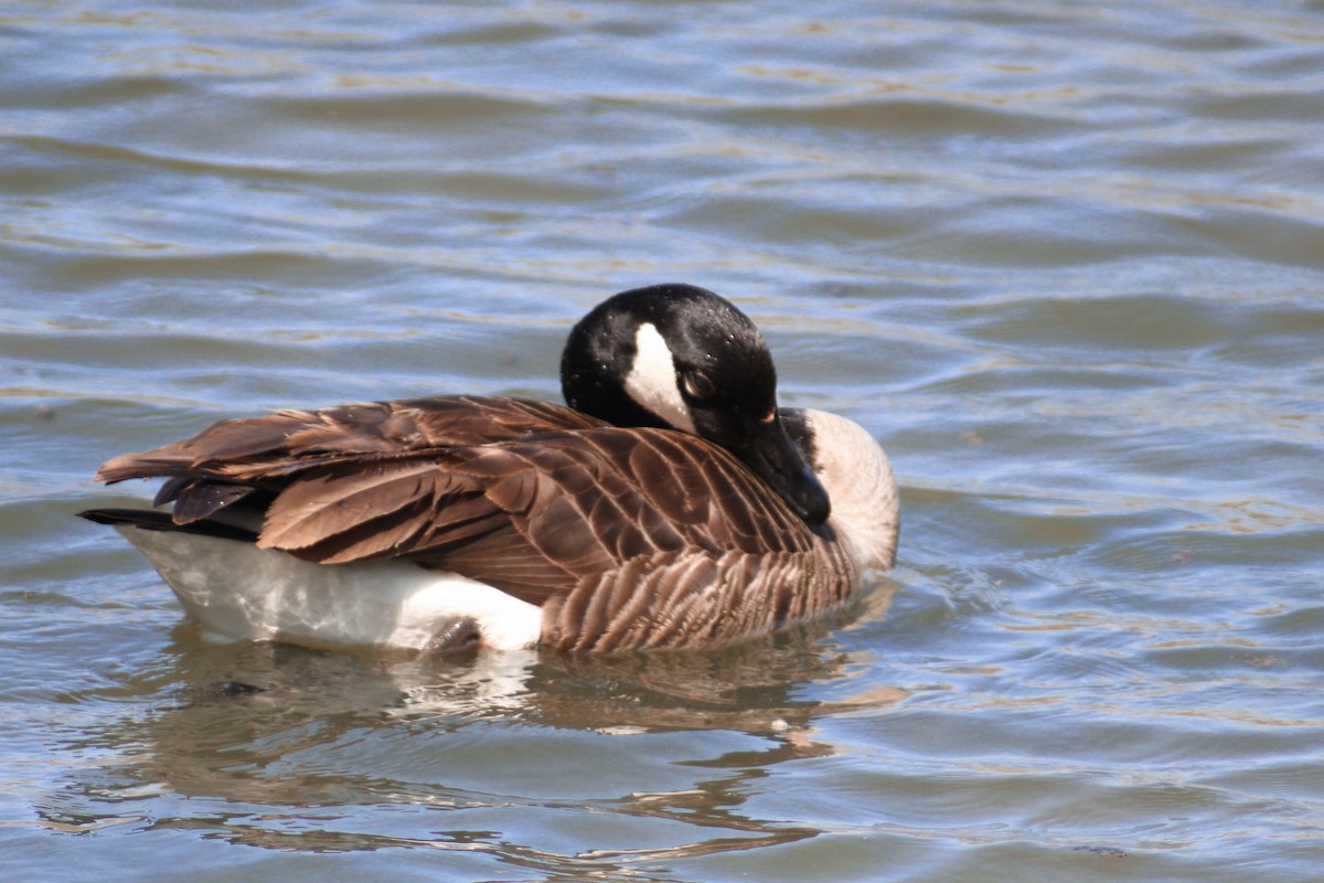 Canada Goose - ML616399258